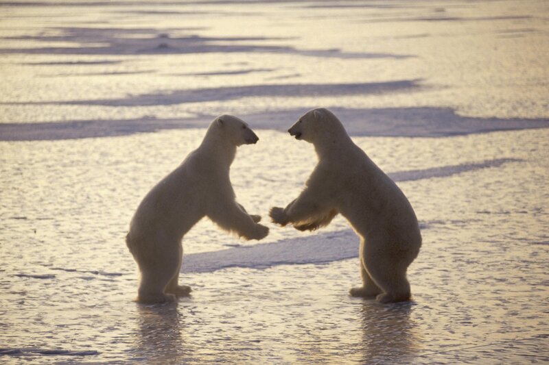 Two Polar Bears Fighting — White, Dramatic, Sunset, Photograph