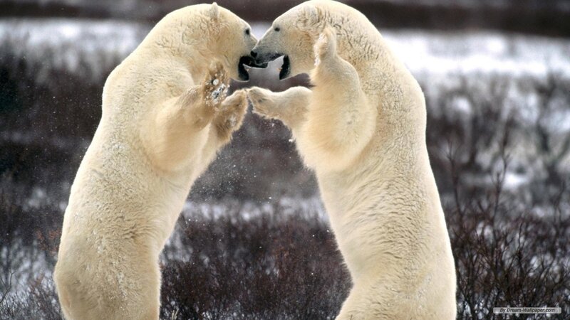 Two Polar Bears Fighting — White, Dramatic, Winter, Photograph, Snow, Bushes