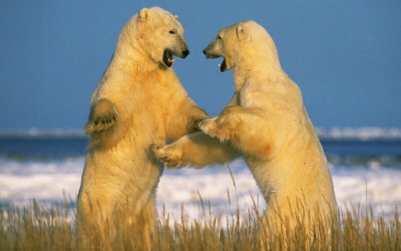 Two Polar Bears Fighting — White, Dramatic, Winter, Photograph, Snow, Grass, Sky