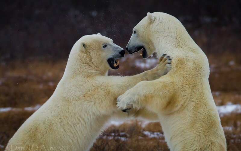 Two Polar Bears Fighting — White, Dramatic, Winter, Photograph, Snow, Grass