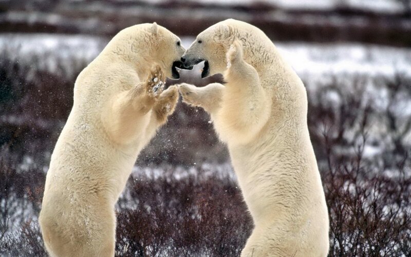 Two Polar Bears Fighting — White, Dramatic, Winter, Photograph, Snow