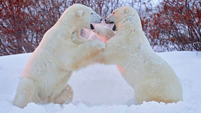 Two Polar Bears Fighting — White, Dramatic, Winter, Photograph