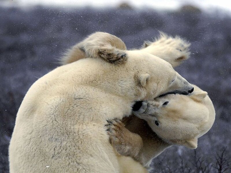 Two Polar Bears Fighting — White, Dynamic