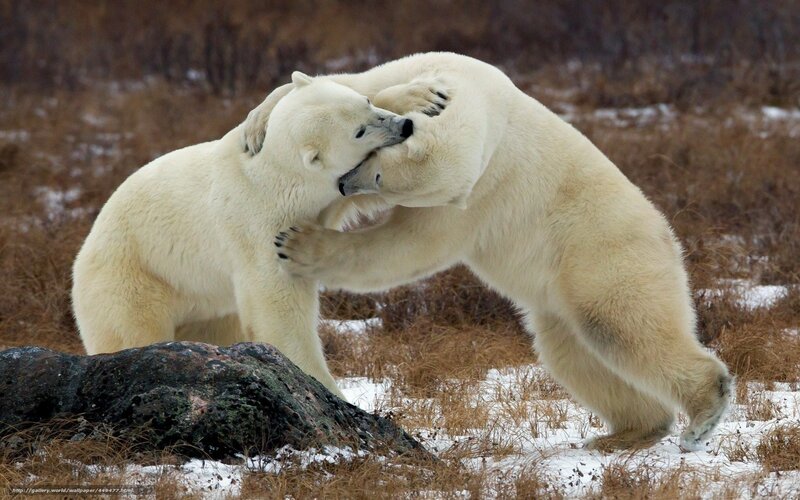 Two Polar Bears Fighting — White, Dynamic, Winter