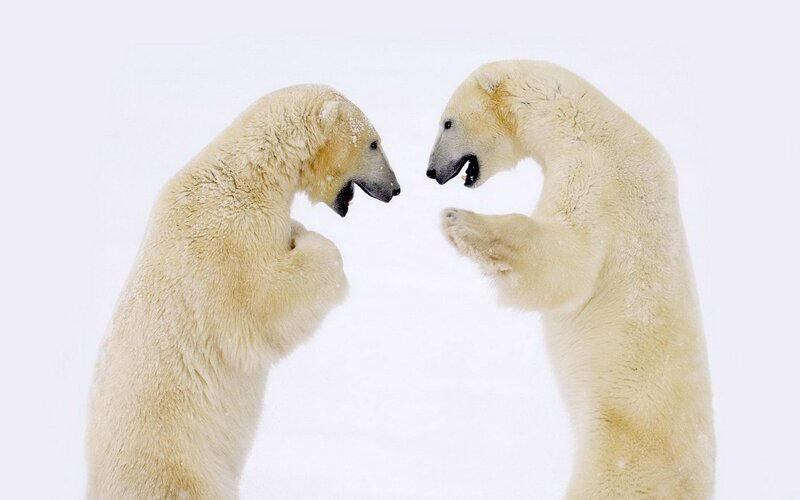 Two Polar Bears Fighting — White, Intense