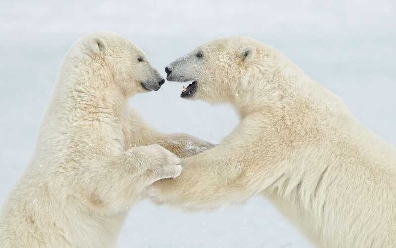 Two Polar Bears Fighting — White, Intense, Winter