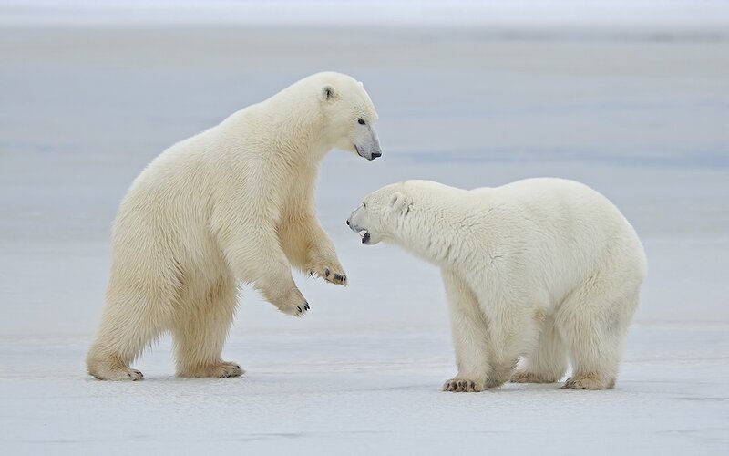 Two Polar Bears Fighting — White, Neutral