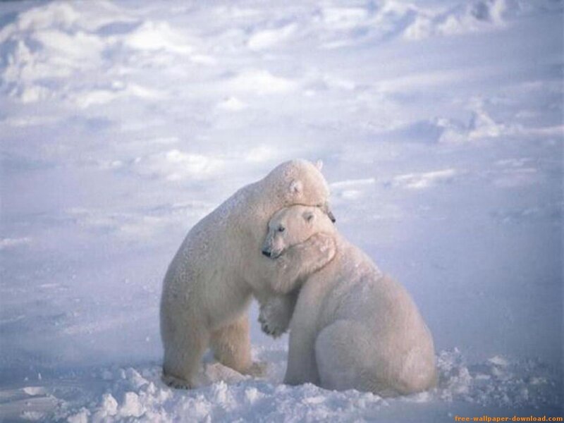 Two Polar Bears Hugging