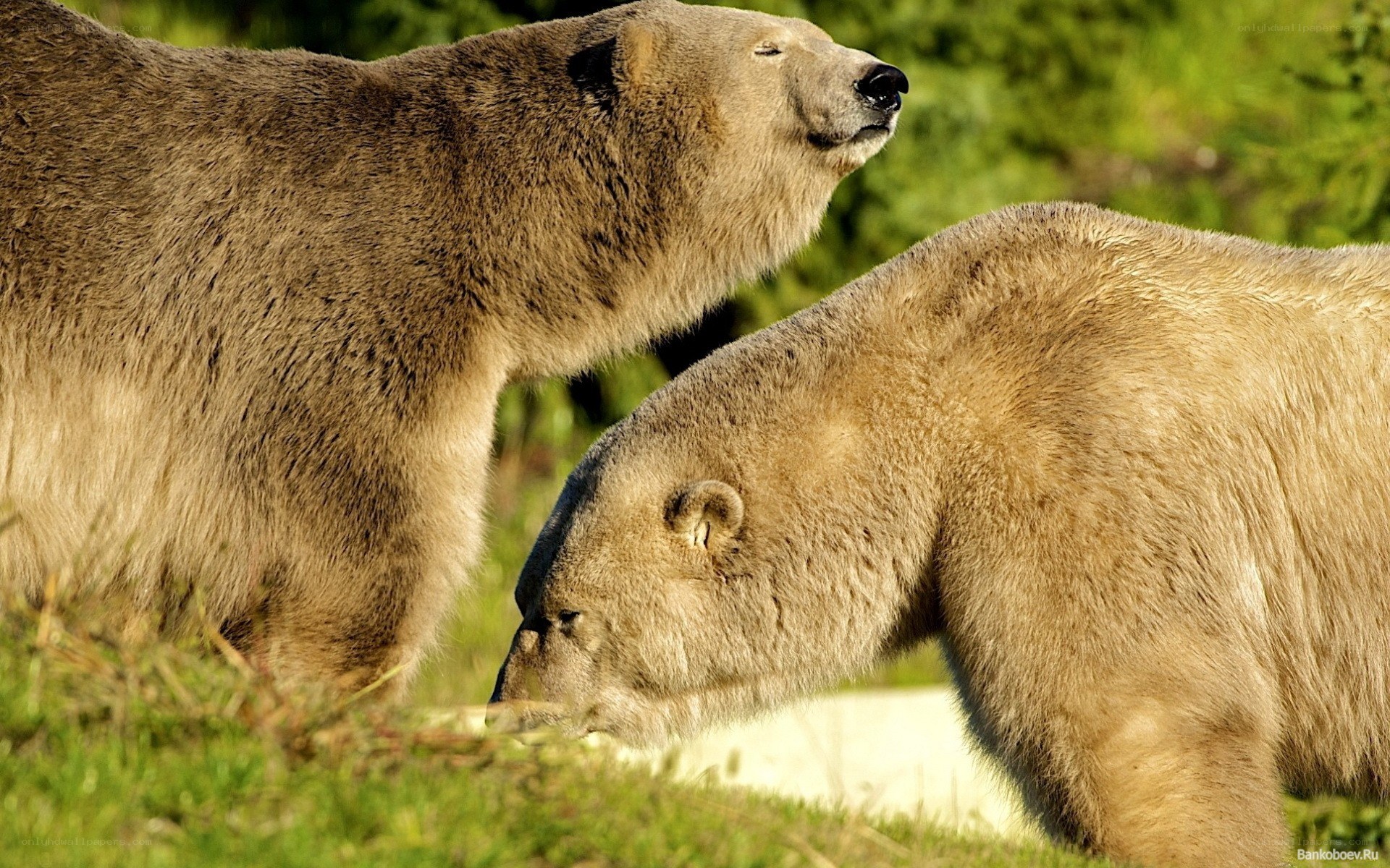 Two polar bears in a grassy area