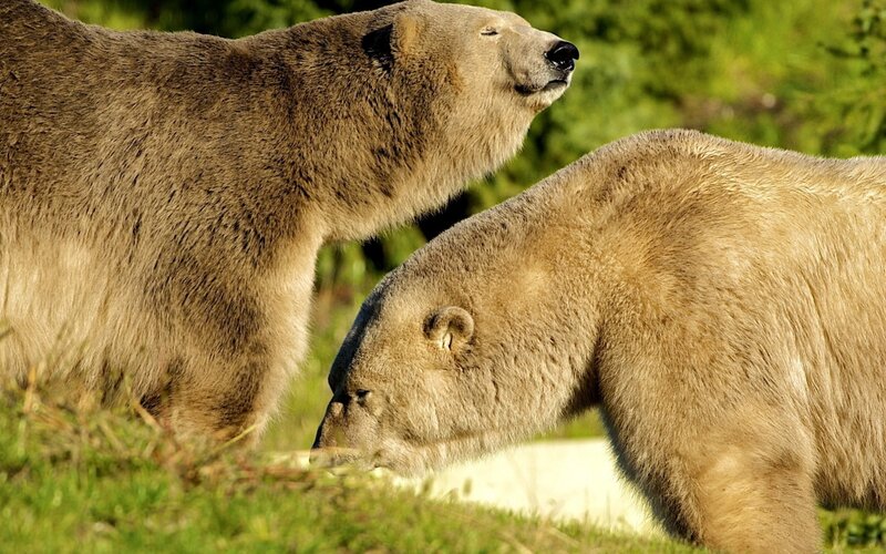 Two polar bears in grass