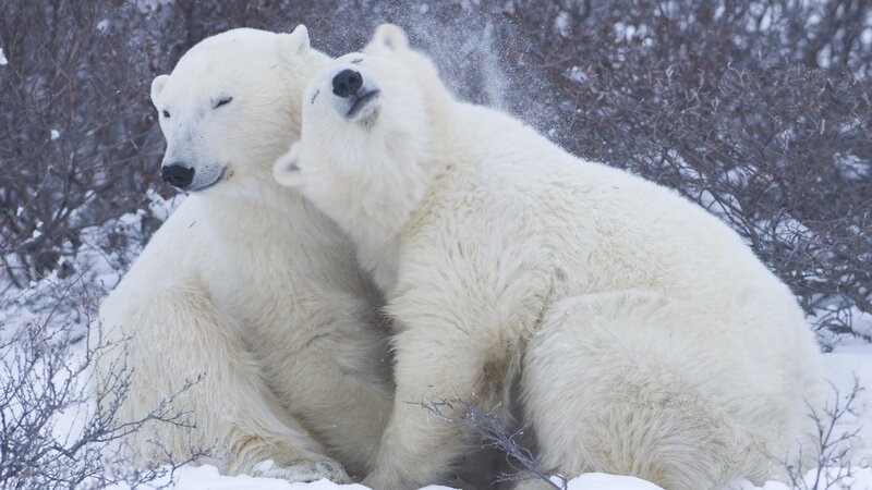 Two Polar Bears in Snow