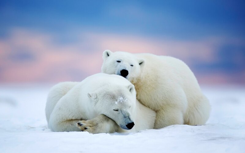Two Polar Bears in Snow — White, Serene