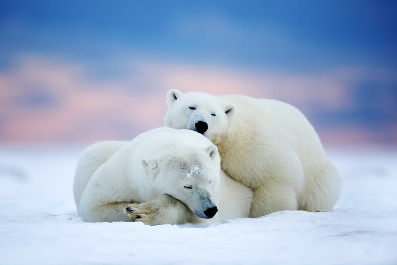 Two Polar Bears in Snow — White, Serene, Winter