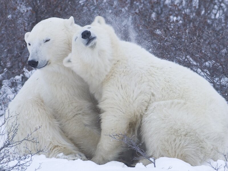 Two Polar Bears in Snow — White