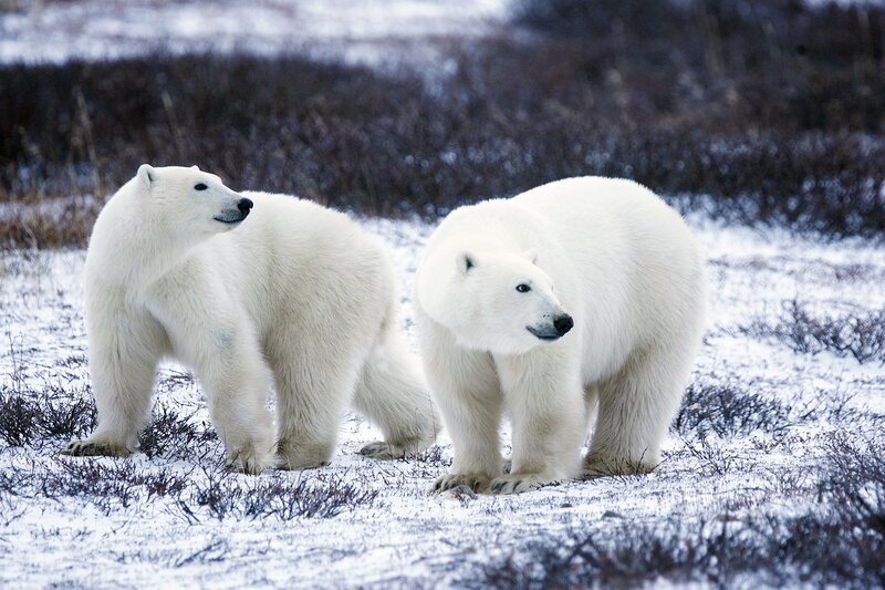 Two polar bears in snowy landscape