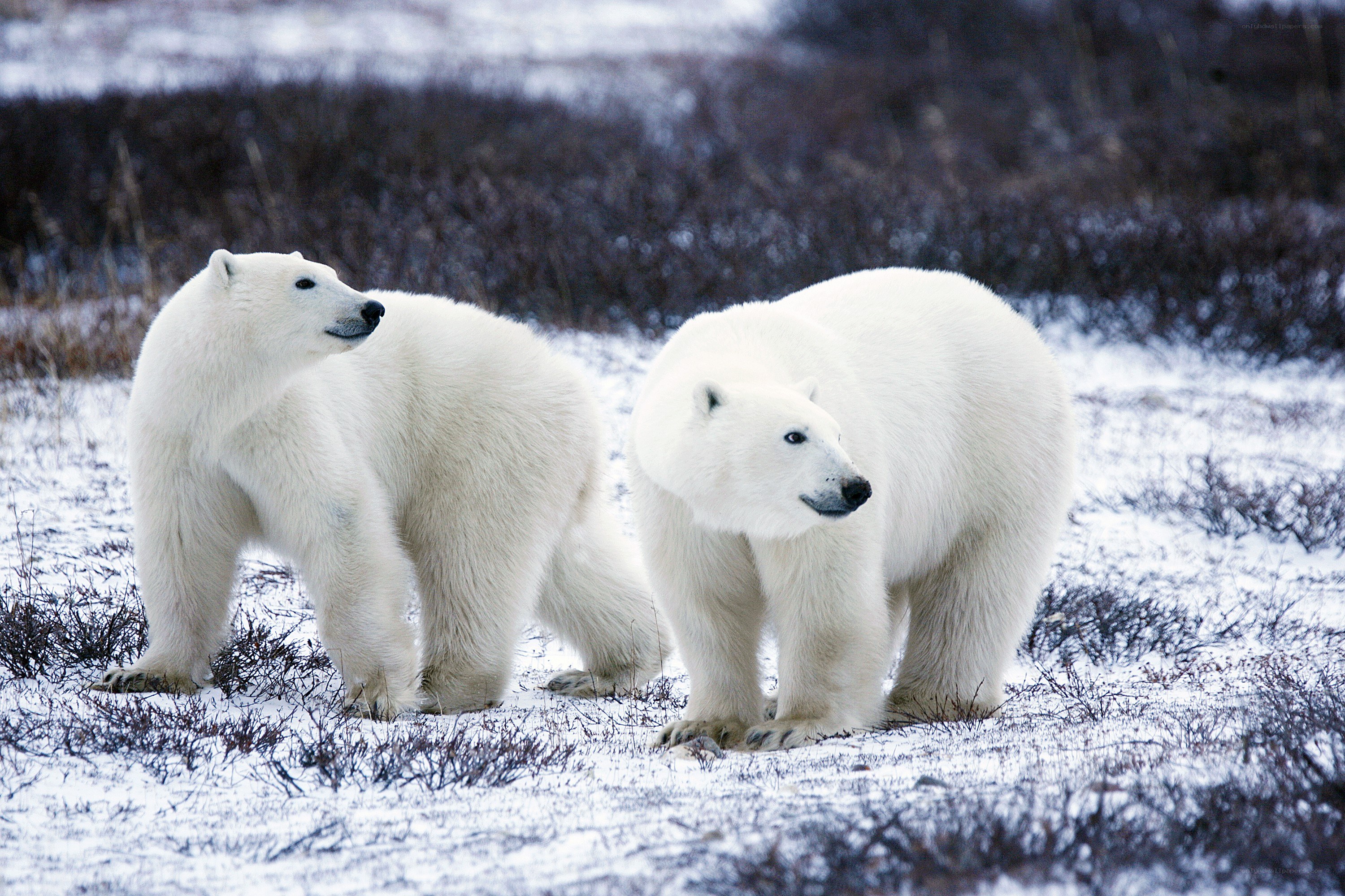 Two polar bears in snowy landscape