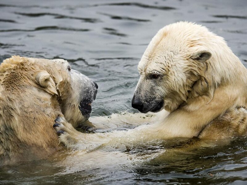 Two Polar Bears in Water
