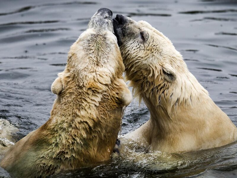 Two Polar Bears in Water — White