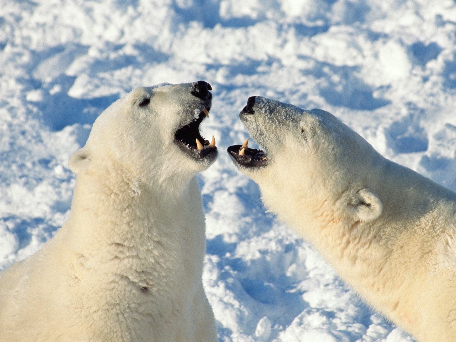 Two polar bears interacting