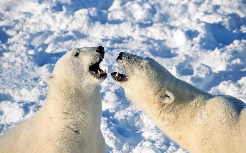 Two polar bears interacting
