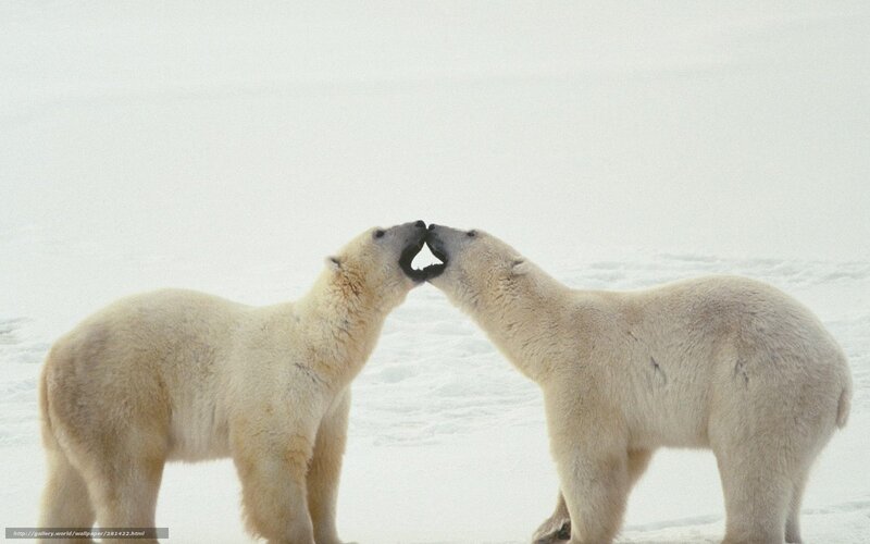 Two Polar Bears Interacting — White, Neutral