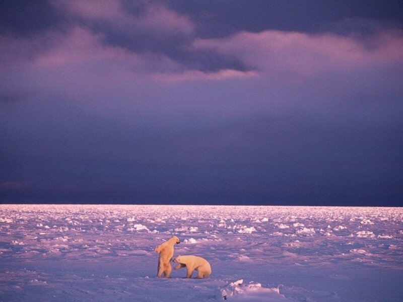 Two Polar Bears on Ice