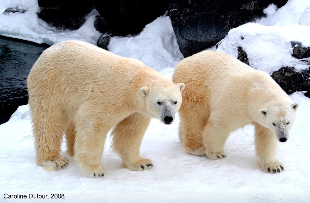 Two polar bears on snow