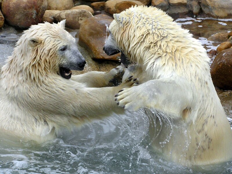 Two Polar Bears Playing