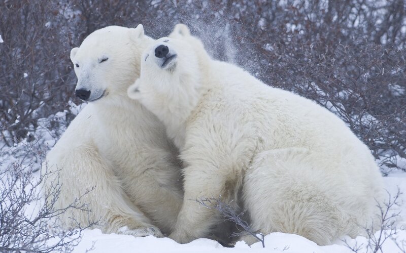 Two Polar Bears Playing — White, Playful
