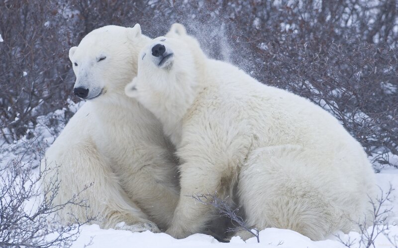 Two Polar Bears Playing — White, Playful, Winter, Photograph, Snow, Bushes