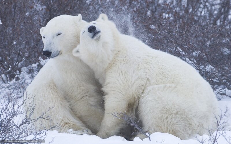 Two Polar Bears Playing — White, Playful, Winter, Photograph, Snow