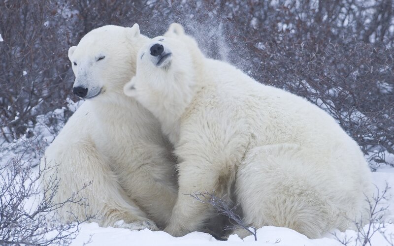 Two Polar Bears Playing — White, Playful, Winter, Photograph