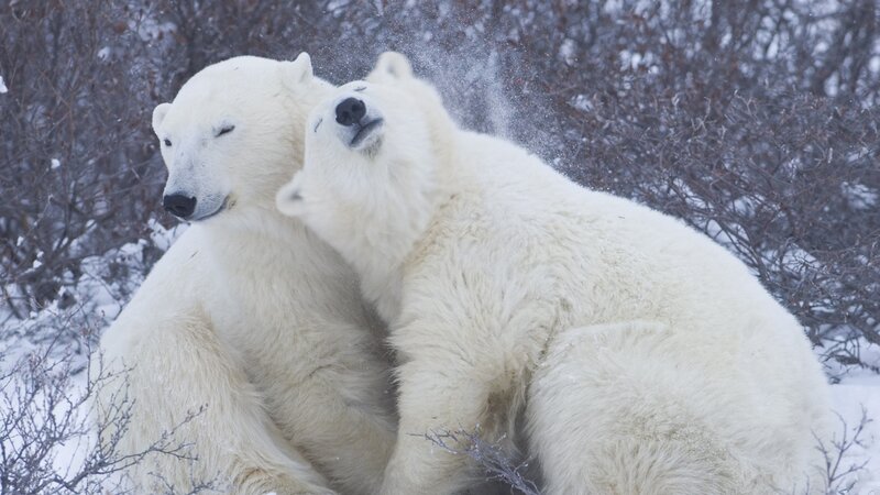 Two Polar Bears Playing — White, Playful, Winter