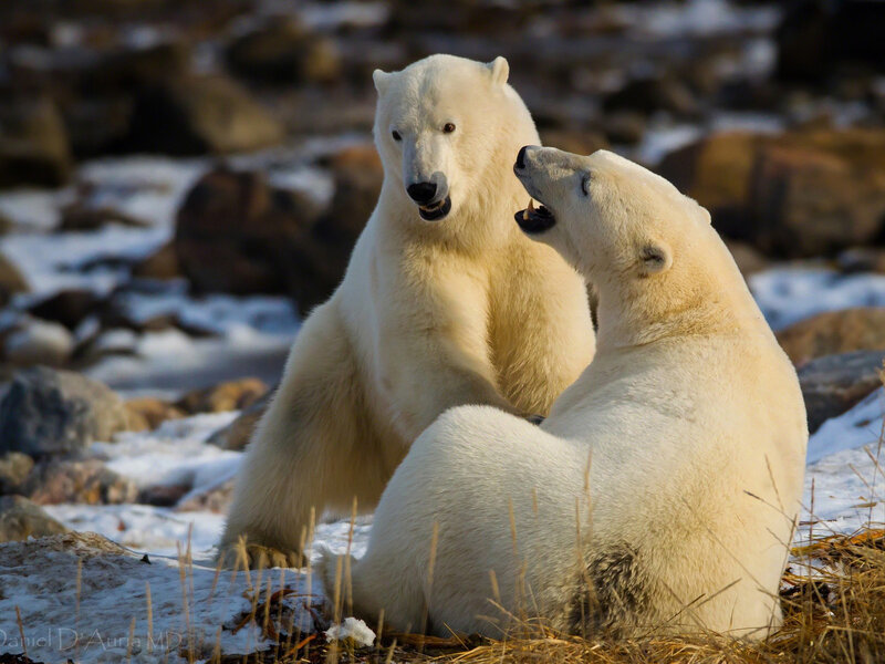 Two Polar Bears Playing — White