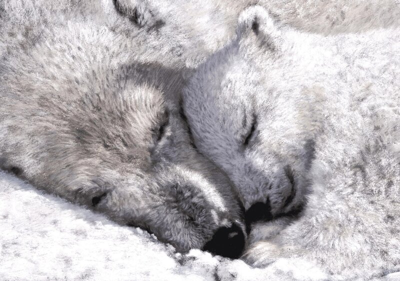 Two polar bears sleeping