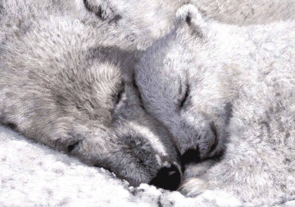 Two polar bears sleeping
