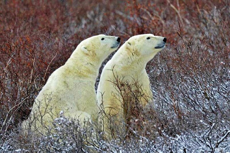 Two Polar Bears