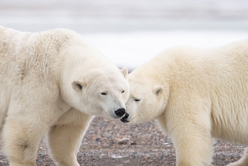 Two Polar Bears — White, Calm