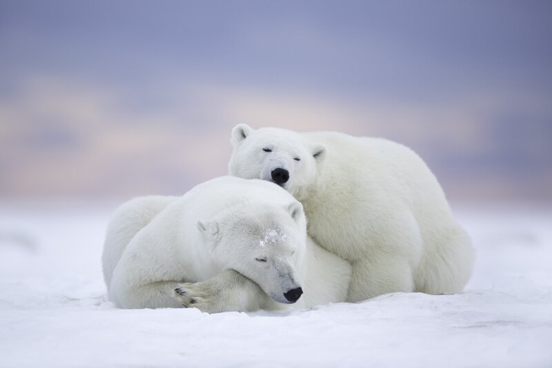 Two Polar Bears — White