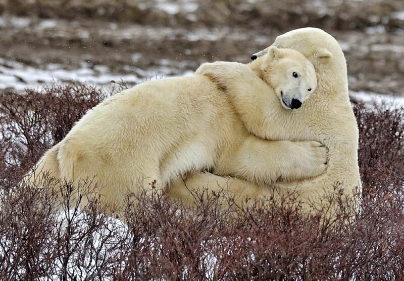 Two Polar Bears Wrestling
