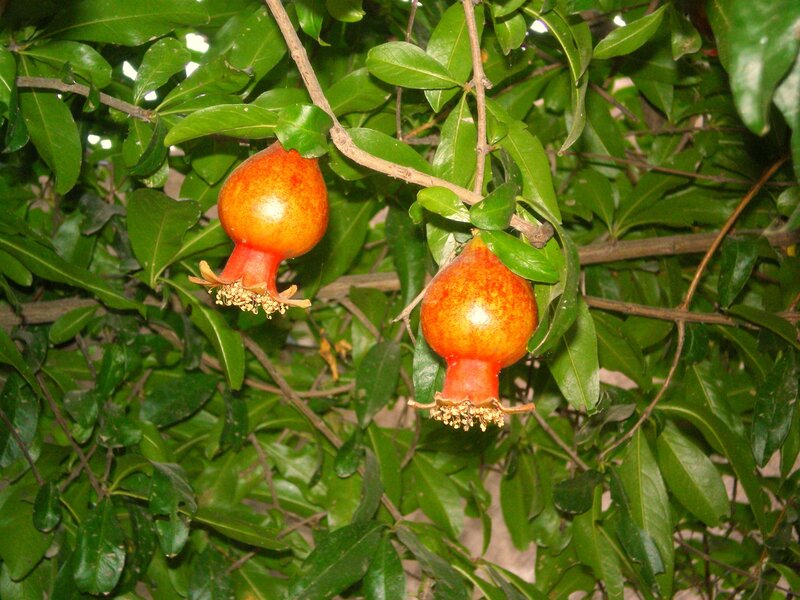 Two Pomegranates on Tree