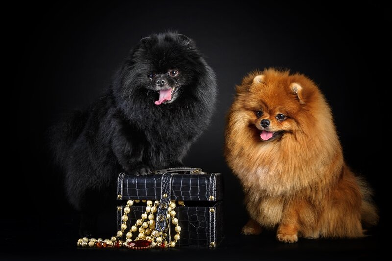 Two Pomeranian Dogs — Black