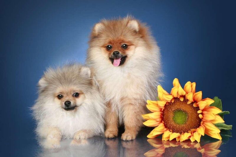 Two Pomeranian Dogs — Blue, Calm, Photograph, Sunflower, Blue Background