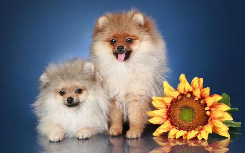 Two Pomeranian Dogs — Blue, Calm, Photograph, Sunflower