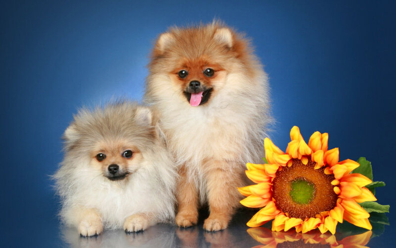 Two Pomeranian Dogs — Blue, Calm, Photograph