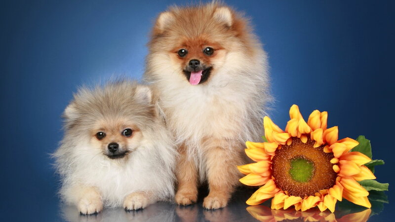 Two Pomeranian Dogs — Blue, Calm