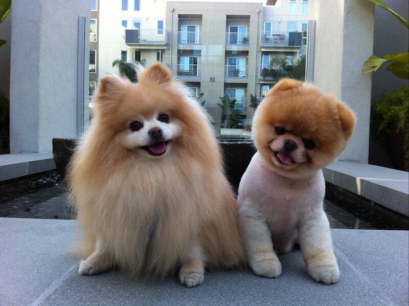 Two Pomeranian Dogs — Brown, Calm, Afternoon