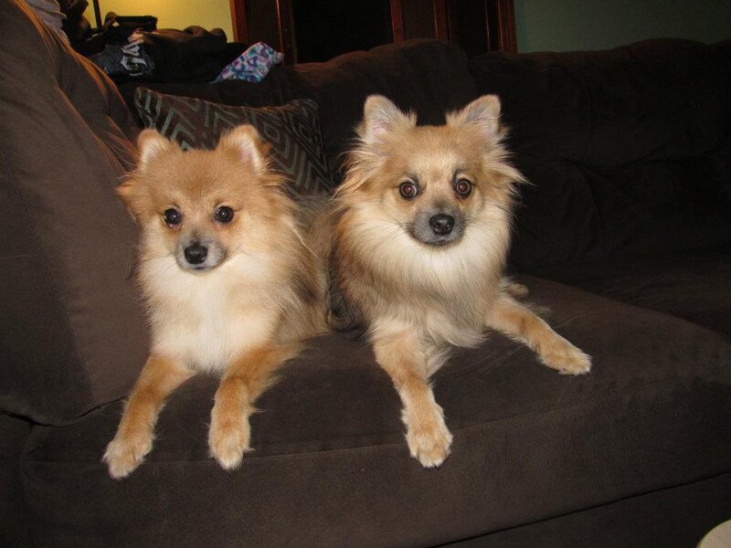 Two Pomeranian Dogs — Brown, Calm