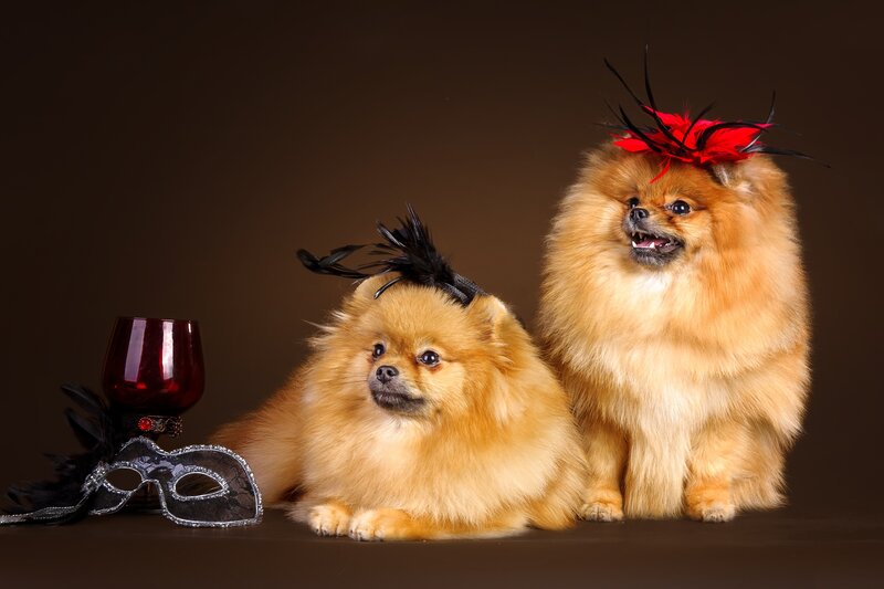 Two Pomeranian Dogs — Brown, Dramatic