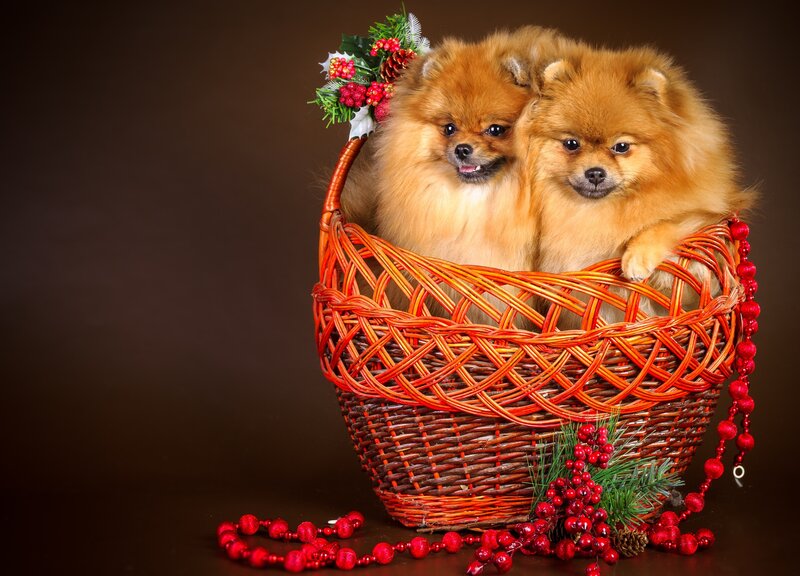 Two Pomeranian Dogs — Brown, Festive, Winter